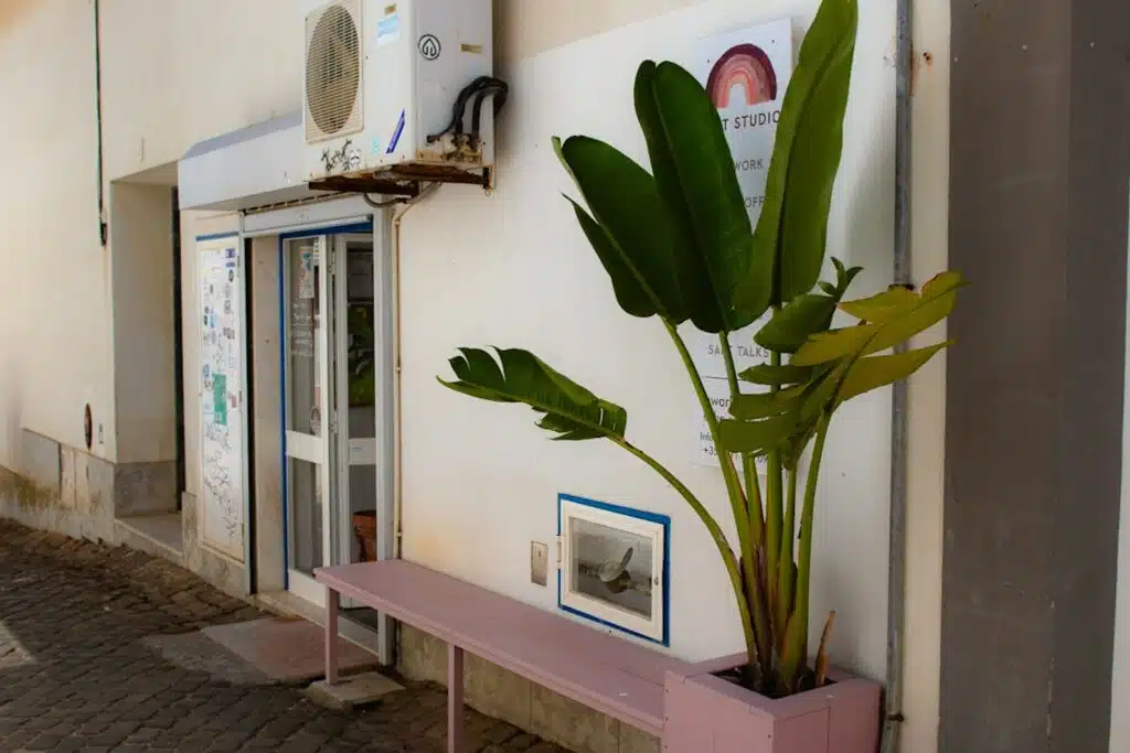 A large green potted plant sits on a pink bench outside a building with glass doors, perfect for a Digital Nomad In Ericeira. Posters and a framed picture decorate the white wall above cobblestone pavement lining the walkway.