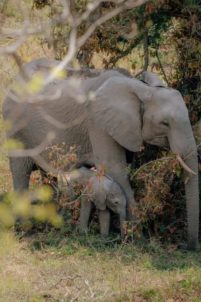 An adult elephant stands beside a small calf in a grassy area with sparse trees and shrubs—an awe-inspiring sight often witnessed on African Overland Tours. The elephants are close together, partially shaded by foliage.
