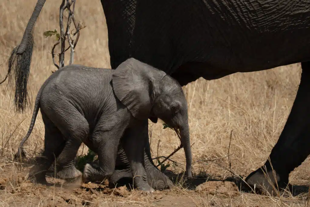 A baby elephant walks closely beside an adult elephant in a dry, grassy landscape, partially shaded by the adult's body—an unforgettable sight often witnessed on African Overland Tours.