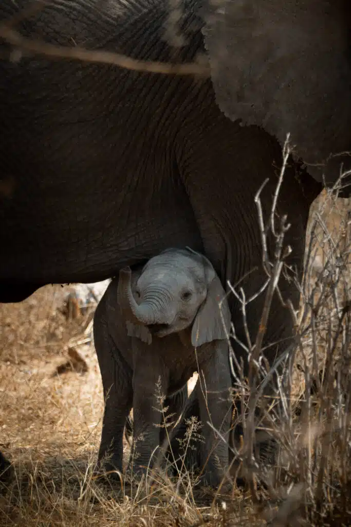 A baby elephant stands under the protective body of an adult, surrounded by dry grass and branches in a sunlit environment—a heartwarming scene often witnessed on African Overland Tours.