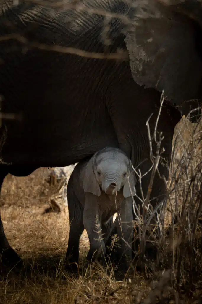 A baby elephant stands beneath its mother for protection, surrounded by dry grass and branches in a sunlit environment—an unforgettable sight on African Overland Tours.
