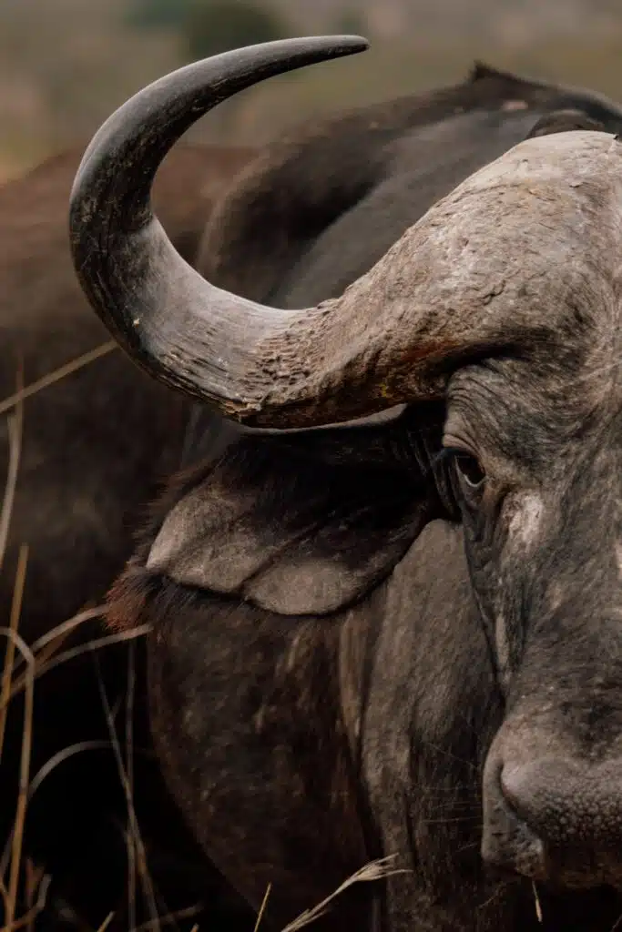 Close-up of an African buffalo showing its curved horn, ear, and part of its face, with dark brown fur and tall grass in the foreground—an iconic sight on African Overland Tours.