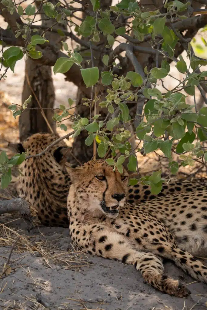 Two cheetahs lie on the ground in the shade of a leafy tree, one resting its head on the other—a serene moment you might witness during African Overland Tours as dappled sunlight filters through and partially obscures their spotted bodies.