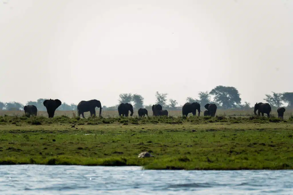 A herd of elephants grazes on grassy plains near a body of water, with trees scattered in the background under a hazy sky—an iconic scene often witnessed on African Overland Tours.