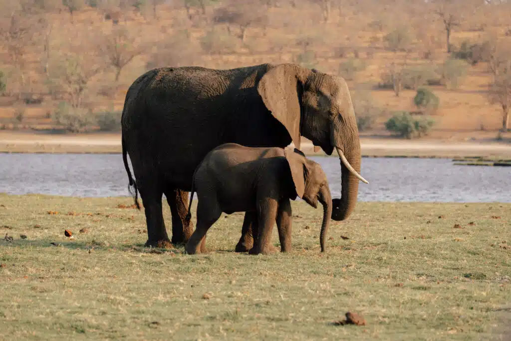 An adult elephant and a calf stand together on grassy ground near a body of water, with dry trees and shrubs in the background—an unforgettable scene often witnessed on African Overland Tours.