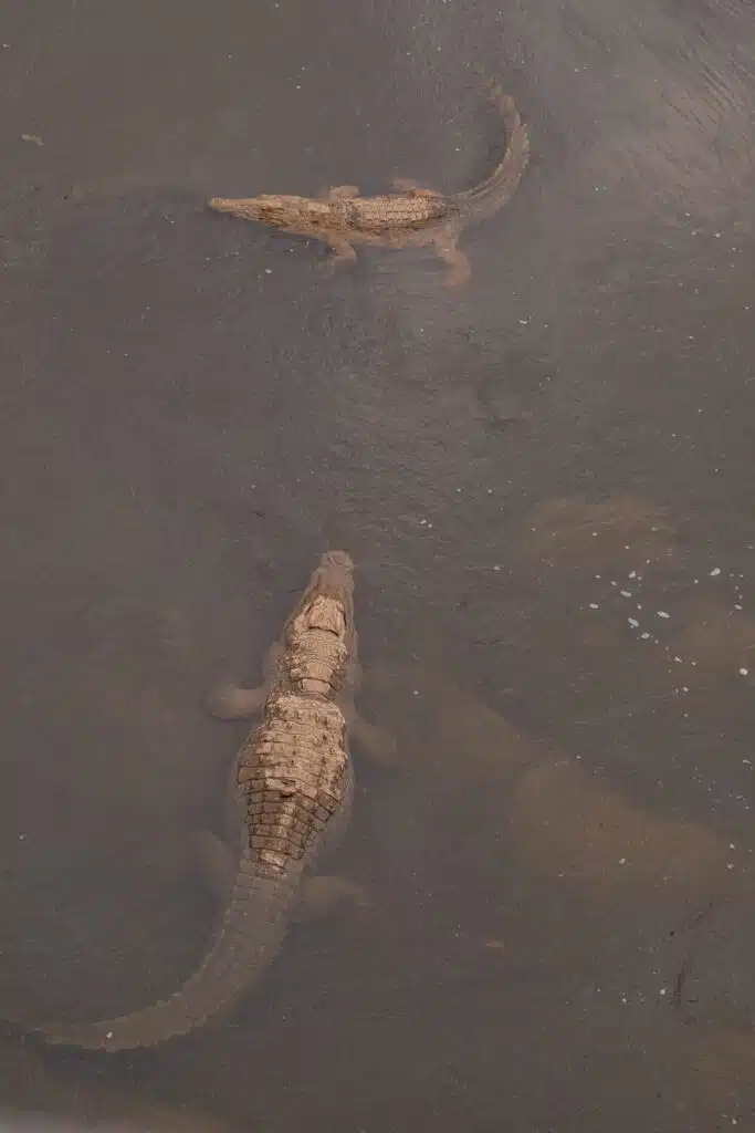 Two crocodiles are swimming in murky, shallow water, partly submerged—a scene often glimpsed on African Overland Tours. The larger crocodile is closer to the bottom of the image, with the smaller one further away near the top.