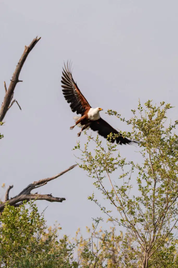 A large eagle with dark wings and a white head soars above leafy trees, evoking the wild beauty often seen on African Overland Tours, against a light gray sky.