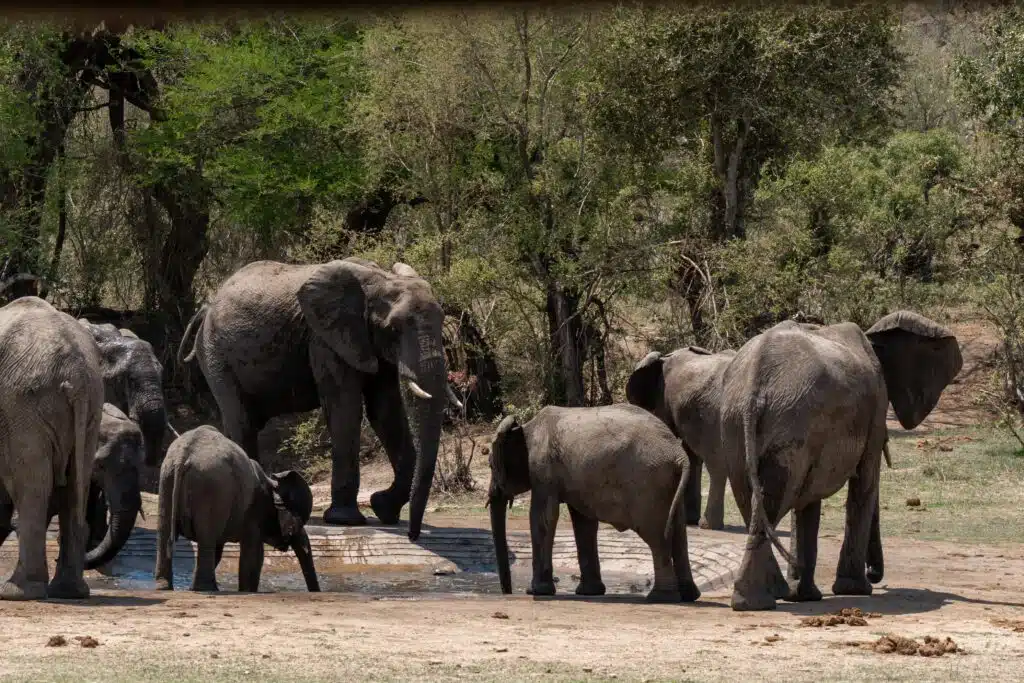 A group of elephants, including adults and calves, gather around a small waterhole in a dry, grassy area surrounded by green trees—an iconic sight on African Overland Tours.