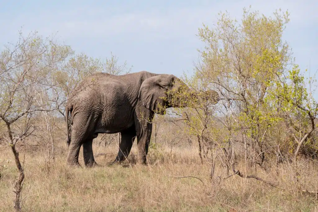 An adult elephant stands in a dry, grassy landscape, reaching with its trunk to eat leaves from a small tree with sparse green foliage—a breathtaking sight often enjoyed on African Overland Tours beneath a clear blue sky.