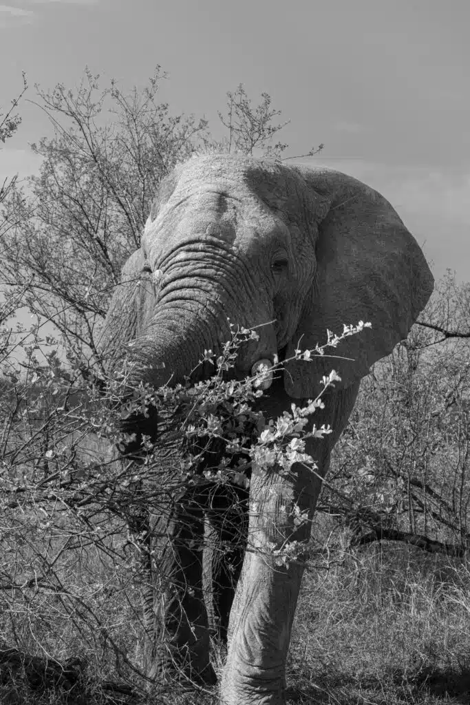A large elephant stands in the wild, using its trunk to pull leaves and branches from a bush. Captured in black and white, this scene of natural surroundings evokes the adventure of African Overland Tours among sparse trees and dry grass.