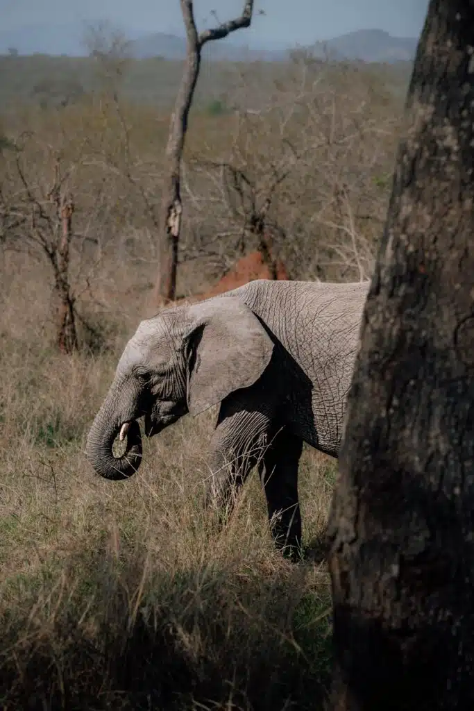 An elephant walks through tall grass in a dry, wooded area, partially obscured by a tree trunk in the foreground—an iconic scene often spotted on African Overland Tours, with sparse trees and distant hills in the background.