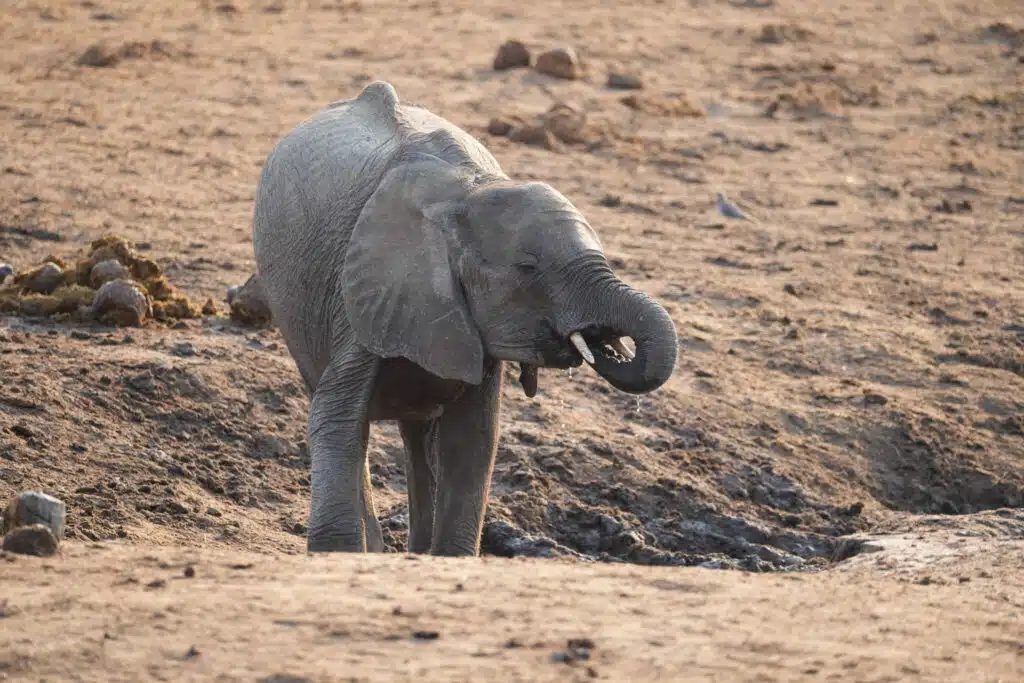 A young elephant stands on dry, sandy ground, curling its trunk toward its mouth as if drinking or eating—an iconic scene witnessed on African Overland Tours. The background is barren, dotted with scattered rocks and patches of dirt.