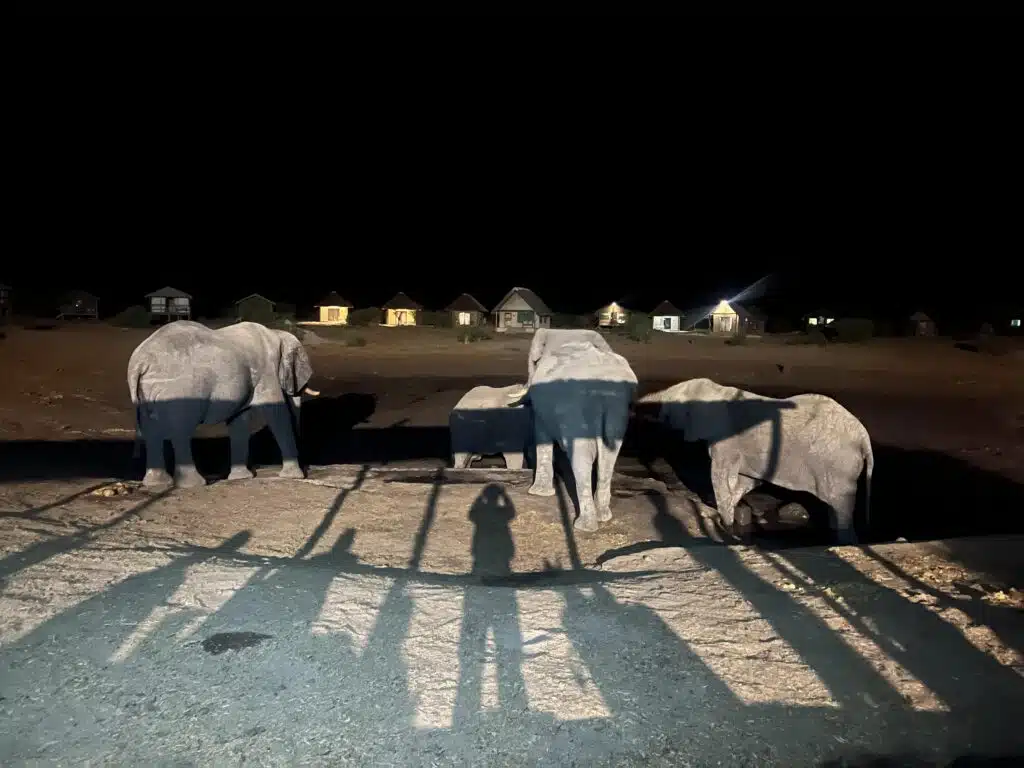 Four elephants stand near a fence at night, illuminated by lights—an unforgettable sight often witnessed on African Overland Tours. In the background, small houses with lit windows glow as shadows of the photographer and fence stretch across the foreground.