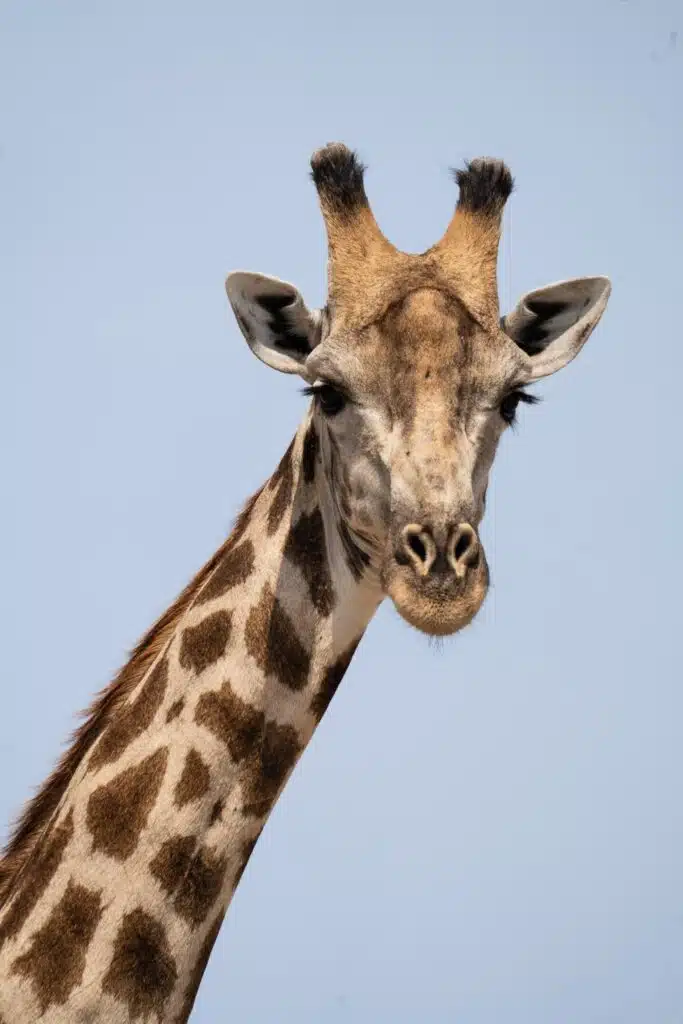 A close-up of a giraffe with a long neck and patterned fur, looking directly at the camera against a clear blue sky—a perfect moment for African Overland Tours.