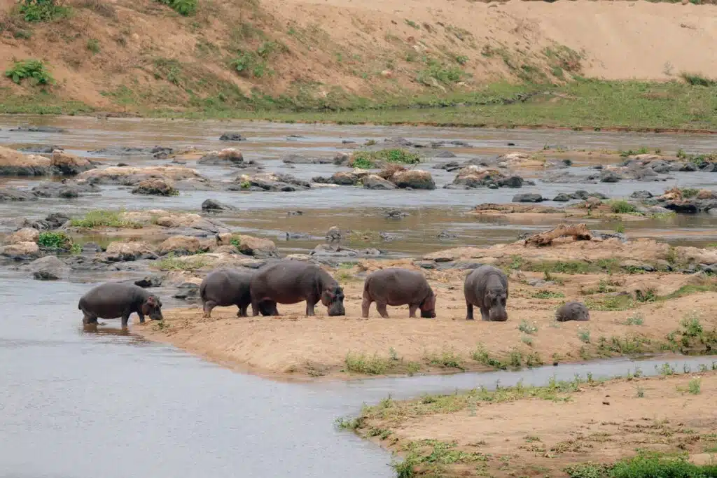 A group of hippos stands and grazes on a sandy riverbank, some partially in the water—a classic scene often encountered on African Overland Tours, where shallow rivers, scattered rocks, and grassy patches define the landscape.