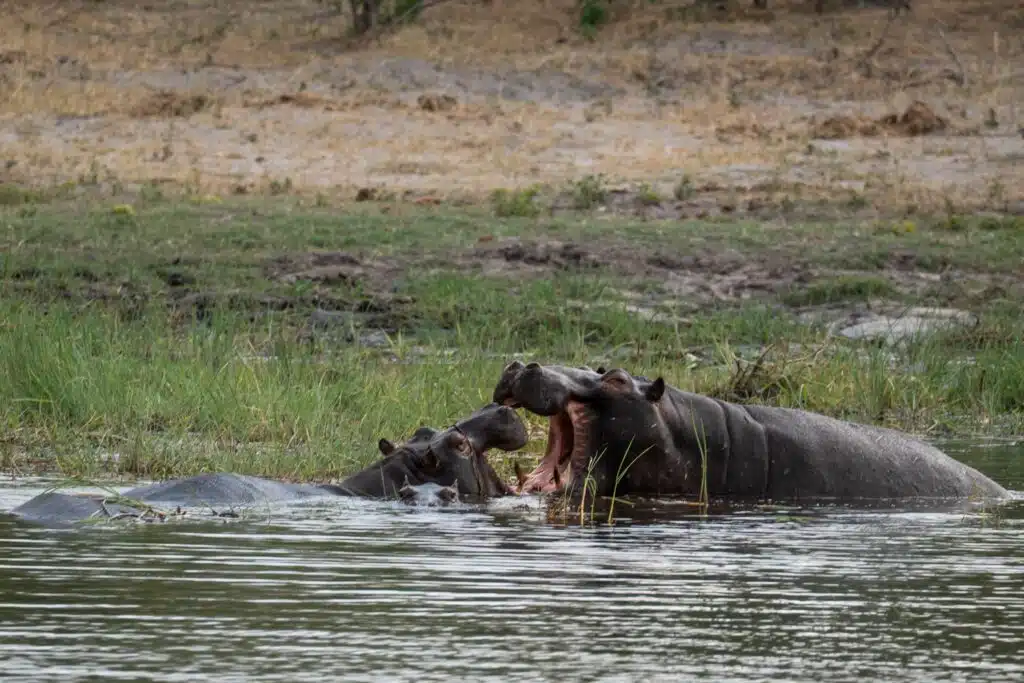 Two hippos in a river face each other with mouths wide open, displaying large teeth, while partially submerged in water surrounded by grass and muddy banks—perfect for travelers searching for the Best eSIM for Africa.