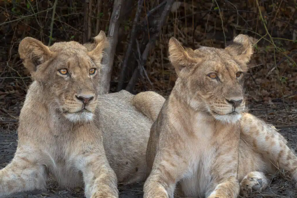 Two young lions lie side by side on the ground, looking in opposite directions. Their light brown fur blends with dry leaves and branches—a classic scene encountered on African Overland Tours.