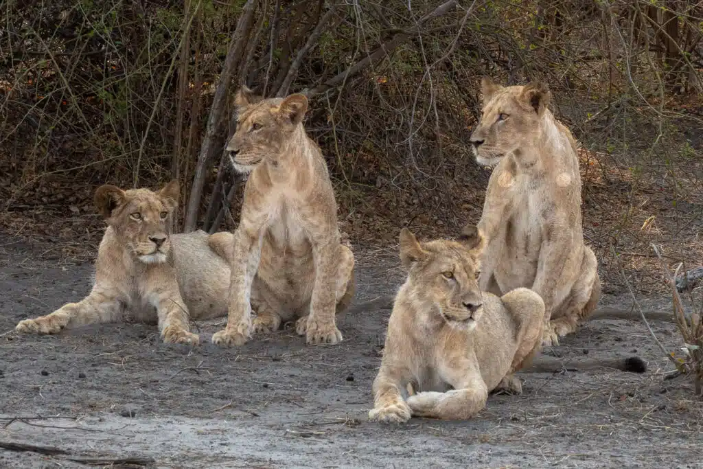 Four lions rest on the ground in a shaded area with dry bushes and trees behind them, all alert and looking in the same direction—an iconic sight often enjoyed on African Overland Tours through this wild, natural habitat.