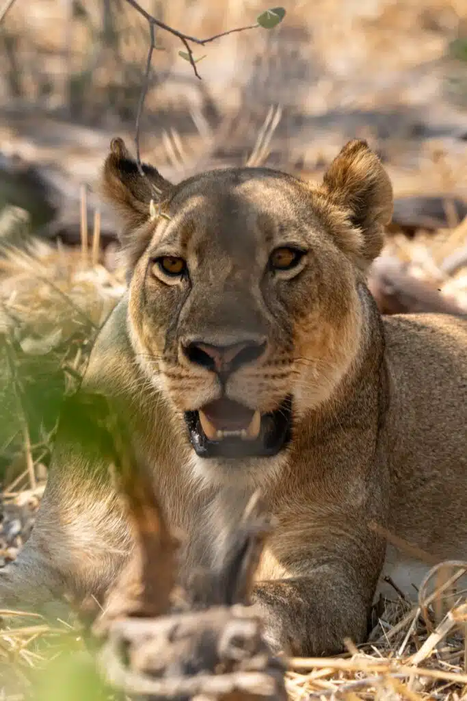 A lioness lies on the dry ground among grasses and branches, looking directly at the camera with her mouth slightly open, revealing her teeth in the natural sunlight—an iconic sight on African Overland Tours.