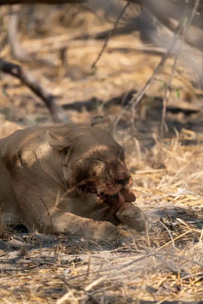 A lioness lies on dry grass and dirt under shade, licking her blood-stained paw and face, likely after eating. Branches and leaves partially obscure the scene—a raw moment often witnessed on African Overland Tours.
