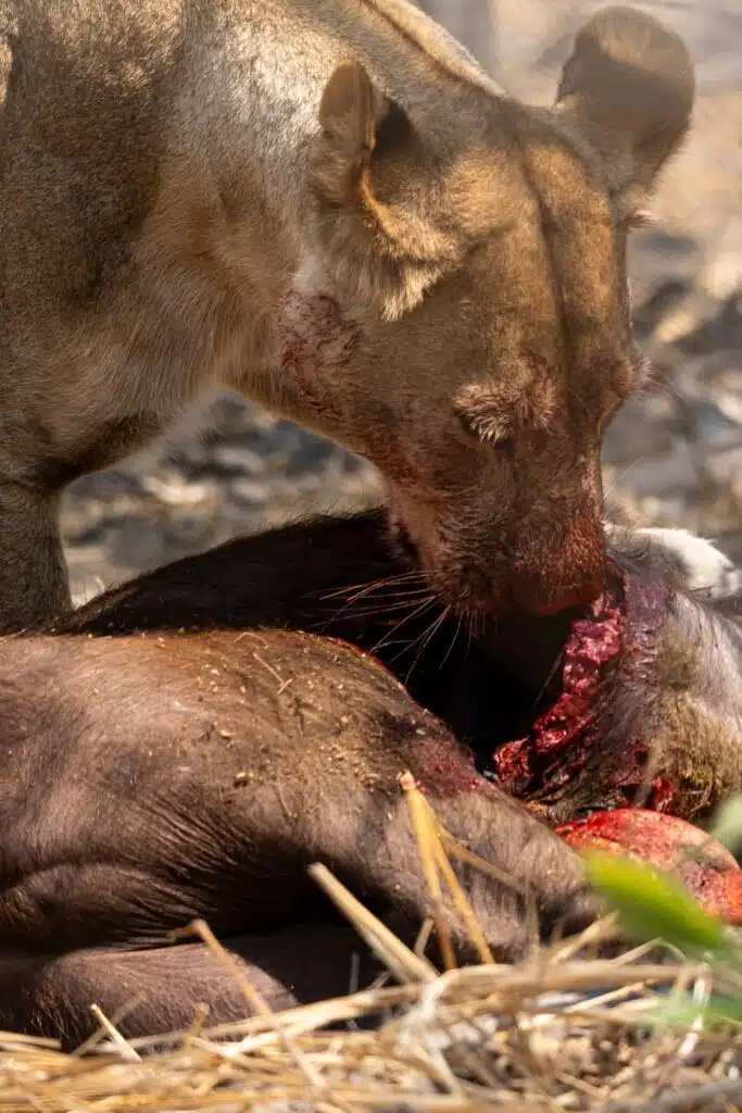 A lioness with a blood-stained face feeds on a large carcass, surrounded by dry grass—a raw glimpse of nature often witnessed on African Overland Tours.