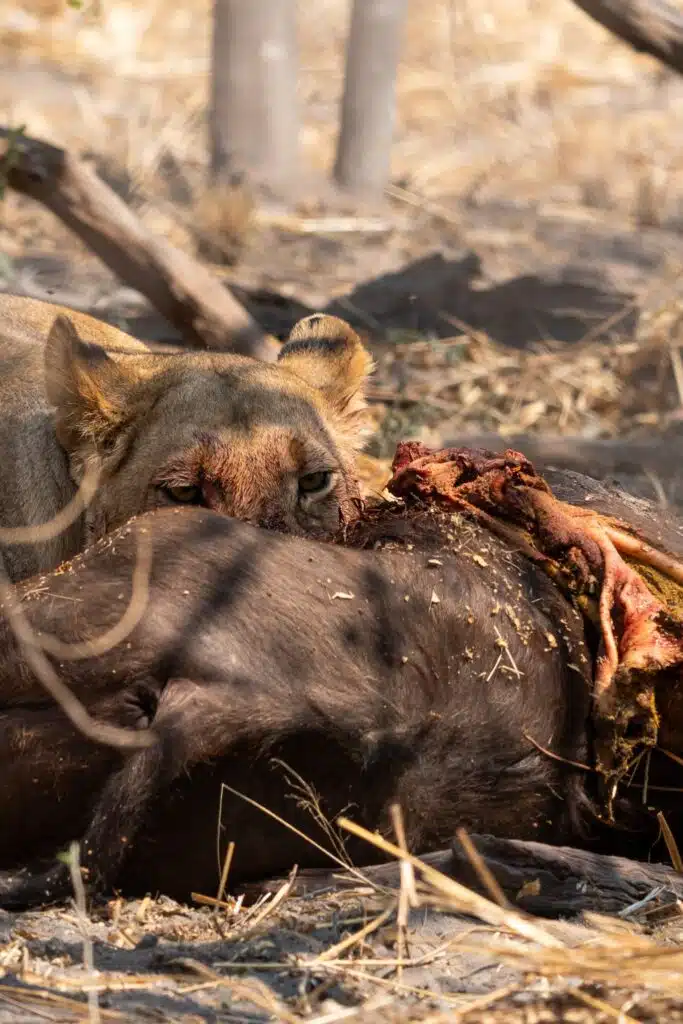 A lioness with a blood-stained face intensely feeds on the carcass of a large animal in a dry, grassy area—an unforgettable sight often witnessed on African Overland Tours amid the wild’s scattered branches and rocks.