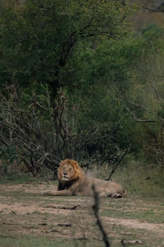 A male lion lies on the ground in front of dense green bushes and trees, looking directly at the camera in a natural, grassy setting—the perfect backdrop for discovering the best eSIM for Africa.