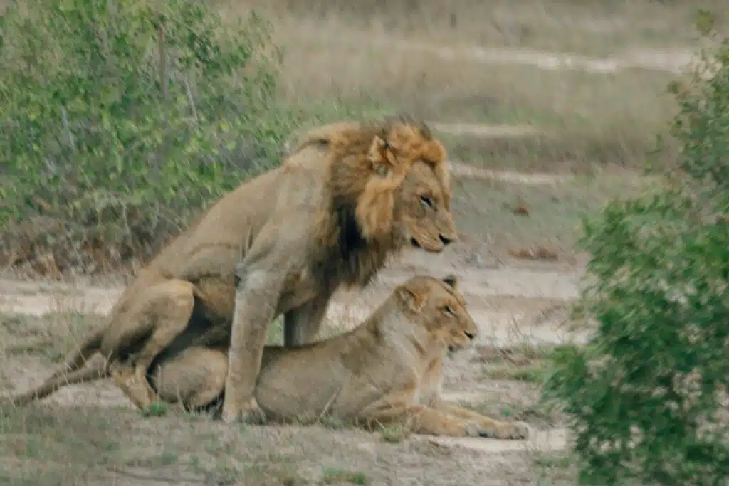A male lion is mounting a female in a grassy, bushy area, likely engaging in mating behavior in the wild. Both lions are focused forward, surrounded by greenery—a captivating scene often witnessed on African Overland Tours.