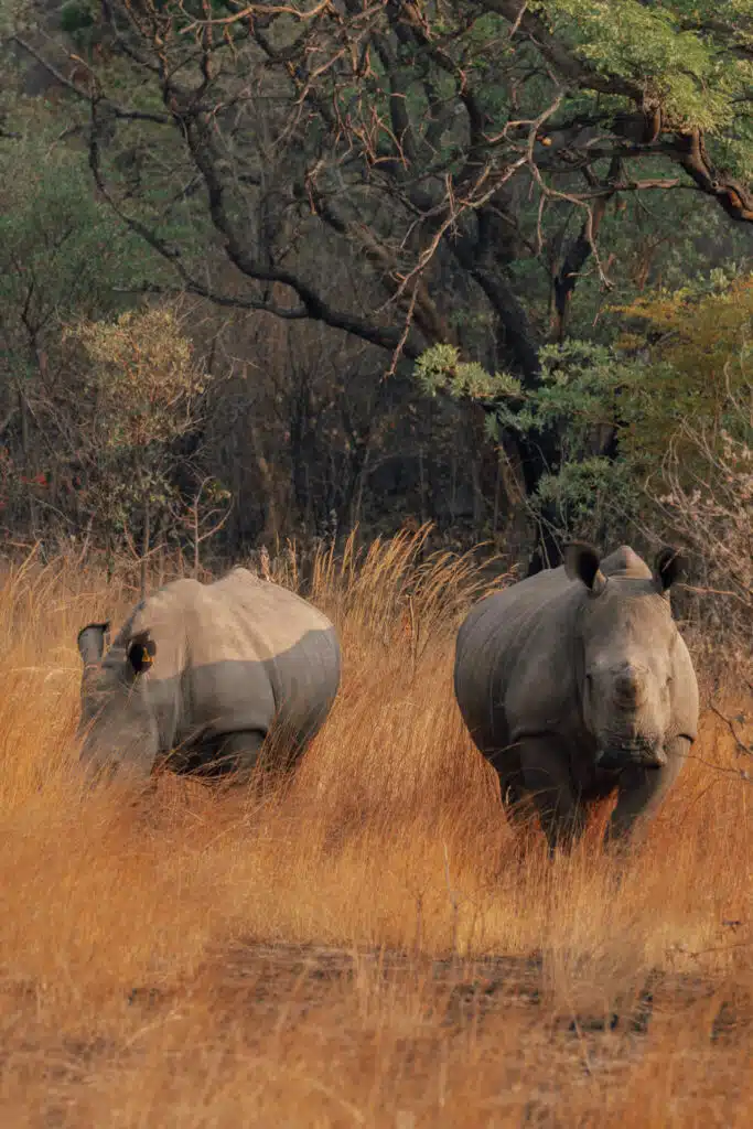 Two rhinos walk through tall, dry grass in a savanna landscape with trees and bushes in the background, offering a classic scene often witnessed on African Overland Tours.