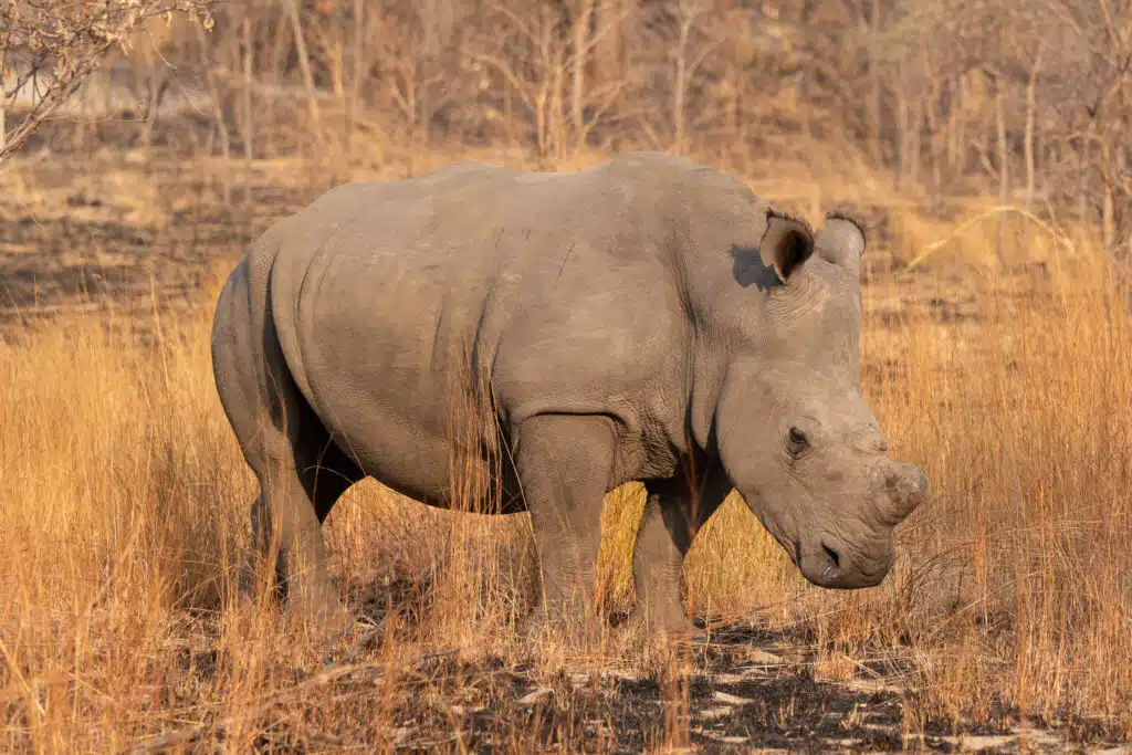 A large rhinoceros stands in dry, golden grass with sparse trees in the background, capturing the essence of a savanna habitat often seen on African Overland Tours.