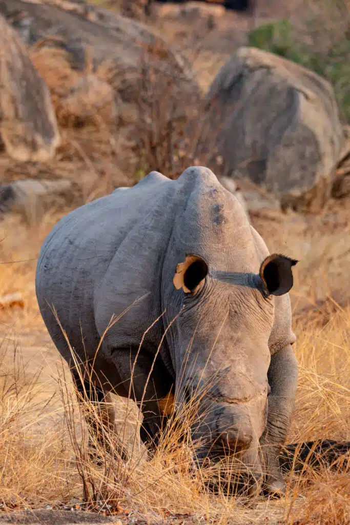 A rhinoceros stands in tall, dry grass in a rocky, arid landscape—an iconic sight for African Overland Tours. The animal faces forward, its legs partly hidden by grass, with large rocks and sparse vegetation in the background.