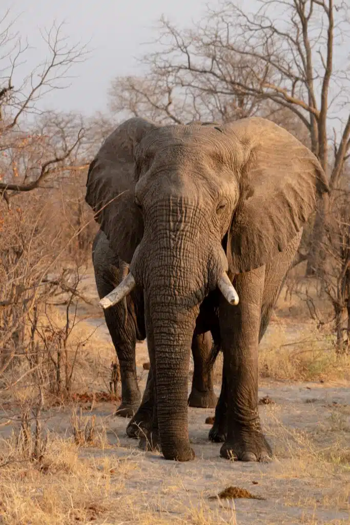An African elephant with large tusks stands facing forward on a dry, sandy path—an iconic sight often encountered during African Overland Tours—surrounded by leafless trees and sparse vegetation.