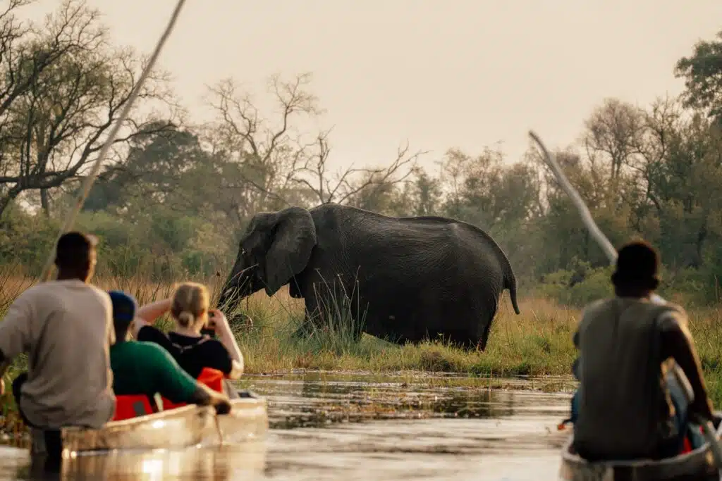 A group of people in canoes observe a large elephant near the edge of a waterway, surrounded by trees in soft, golden light—an unforgettable adventure made even better with the Best eSIM for Africa.