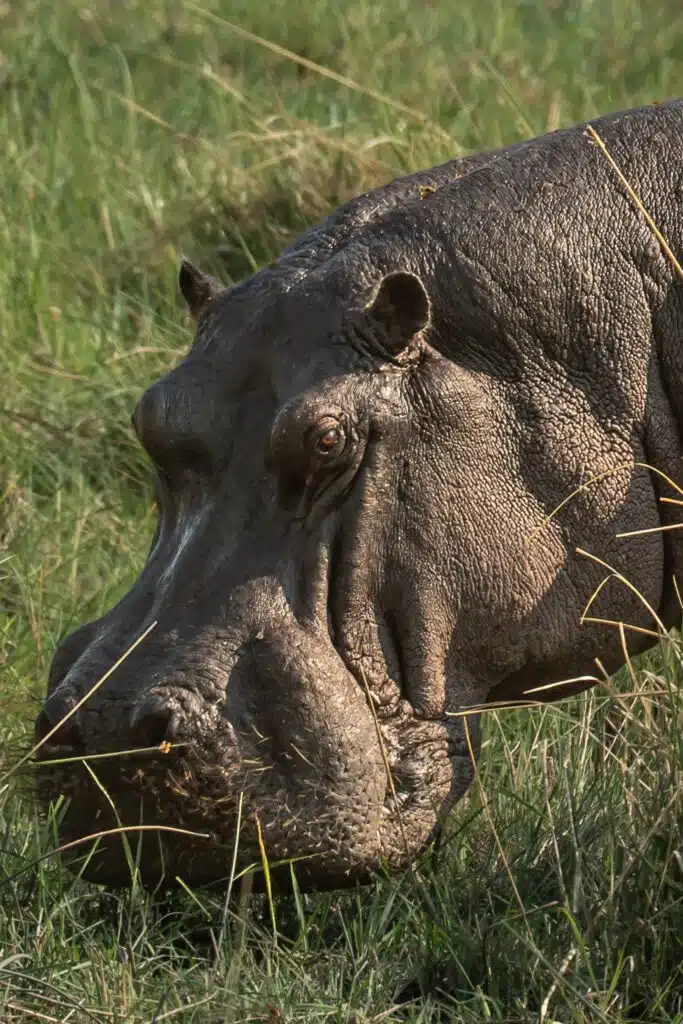 A close-up of a hippopotamus's head and face as it grazes on tall green grass, captured during African Overland Tours, with sunlight highlighting its textured skin.