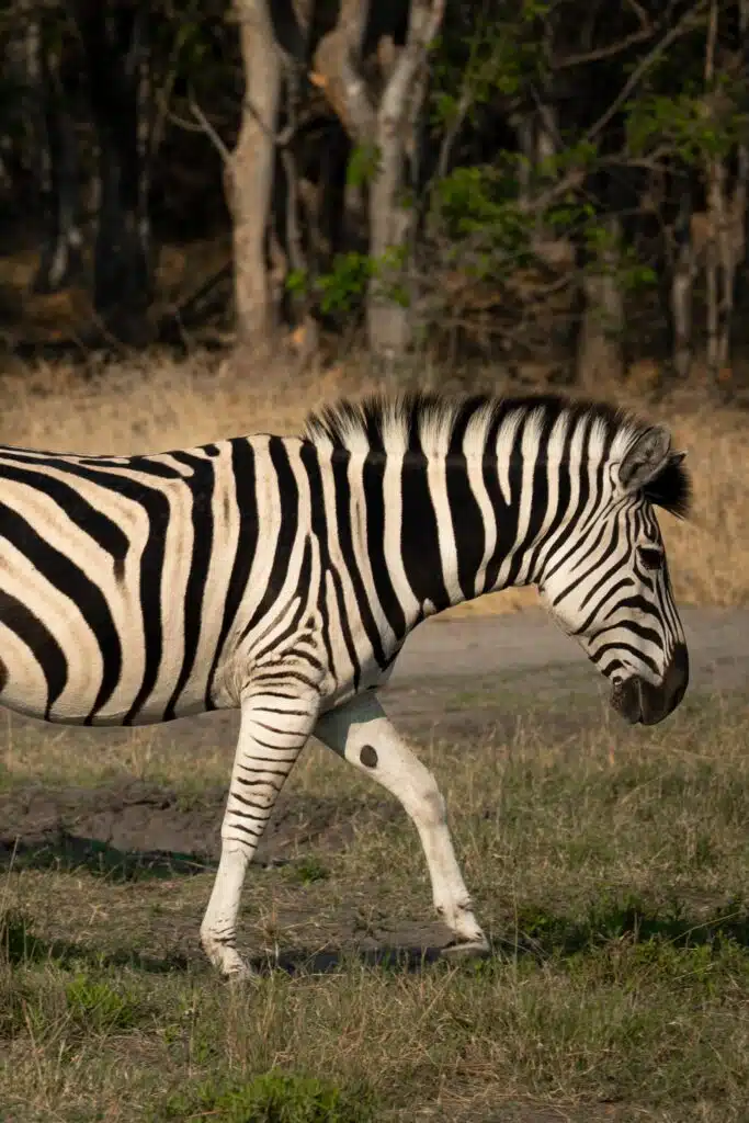 A zebra with black and white stripes walks on grassy ground, with dry grass and trees in the background—an iconic sight often experienced on African Overland Tours. The zebra is captured in profile, showing its distinctive markings.