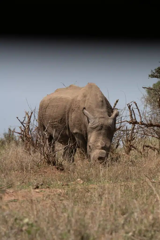 A rhinoceros grazes in a dry, grassy field surrounded by sparse, leafless bushes, under a sky partially obscured by a dark shadow—an iconic scene often encountered on African Overland Tours.