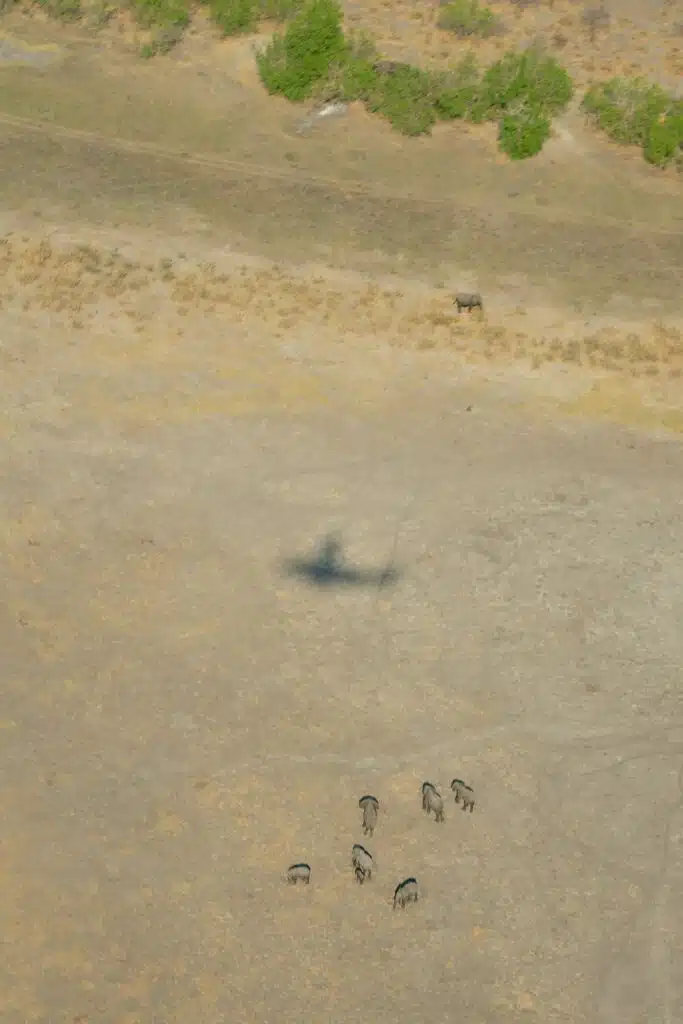 Aerial view of a dry, grassy landscape with a group of wildebeest and the shadow of a helicopter on the ground—perfect for those seeking adventure with African Overland Tours. Green bushes are visible near the top edge of the image.