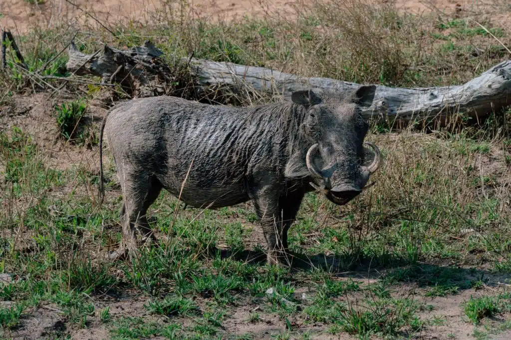 A warthog stands on grassy ground in a dry, open area—covered in mud, with large tusks visible and a fallen tree in the background—capturing the wild essence often seen on African Overland Tours.