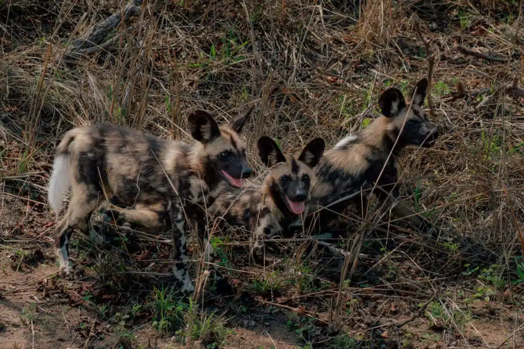 Three African wild dogs stand together in dry grass, alert with large ears perked up and tongues out on a sunny day—a striking sight often glimpsed on African Overland Tours. Their coats are mottled with brown, black, and white patches.