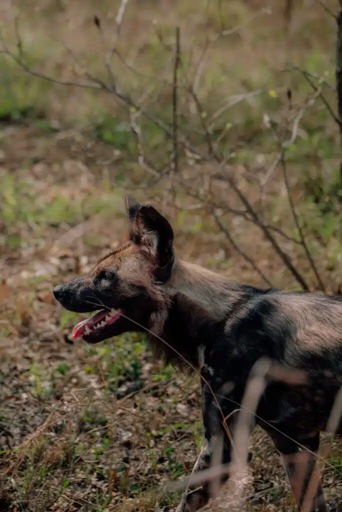 An African wild dog with mottled fur stands in a grassy area among dry plants and thin branches, its mouth open and tongue out, possibly panting in the sunlight—a captivating sight often encountered on African Overland Tours.