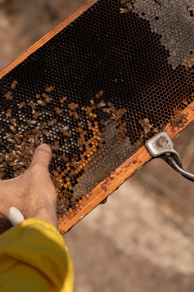 A person in a yellow sleeve points at a wooden honeycomb frame covered with bees and honey cells
