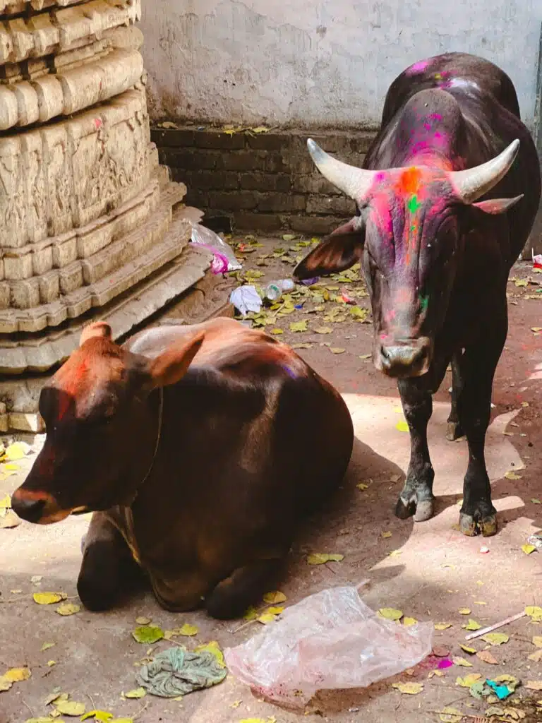 Two cows with colorful powder on their bodies, likely from a festival like Holi, are resting near an old stone structure; one is sitting on the ground and the other is standing. Dry leaves and litter are scattered around.