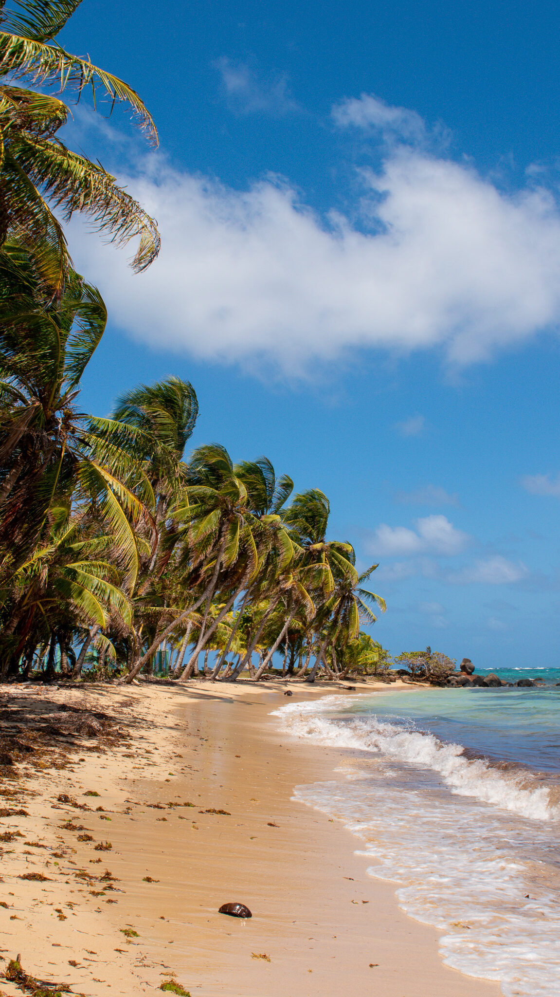 A sandy beach on Little Corn Island is lined with tall, leaning palm trees under a bright blue sky with scattered clouds. Gentle waves lap the shore, and the turquoise sea sparkles in the sunlight.