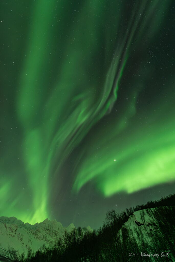Green aurora borealis lights swirl across the night sky above snowy mountains and dark silhouettes of trees, creating a dramatic, luminous scene—an unforgettable highlight on any 3 Day Tromso Itinerary.
