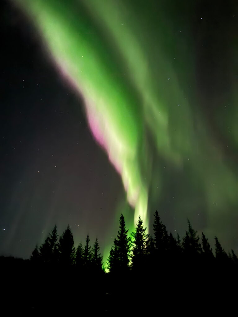 Green and pink northern lights illuminate the night sky above a silhouette of pine trees, with stars visible in the background—a magical highlight on any 3 Day Tromso Itinerary.